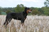 BEAUCERON 564